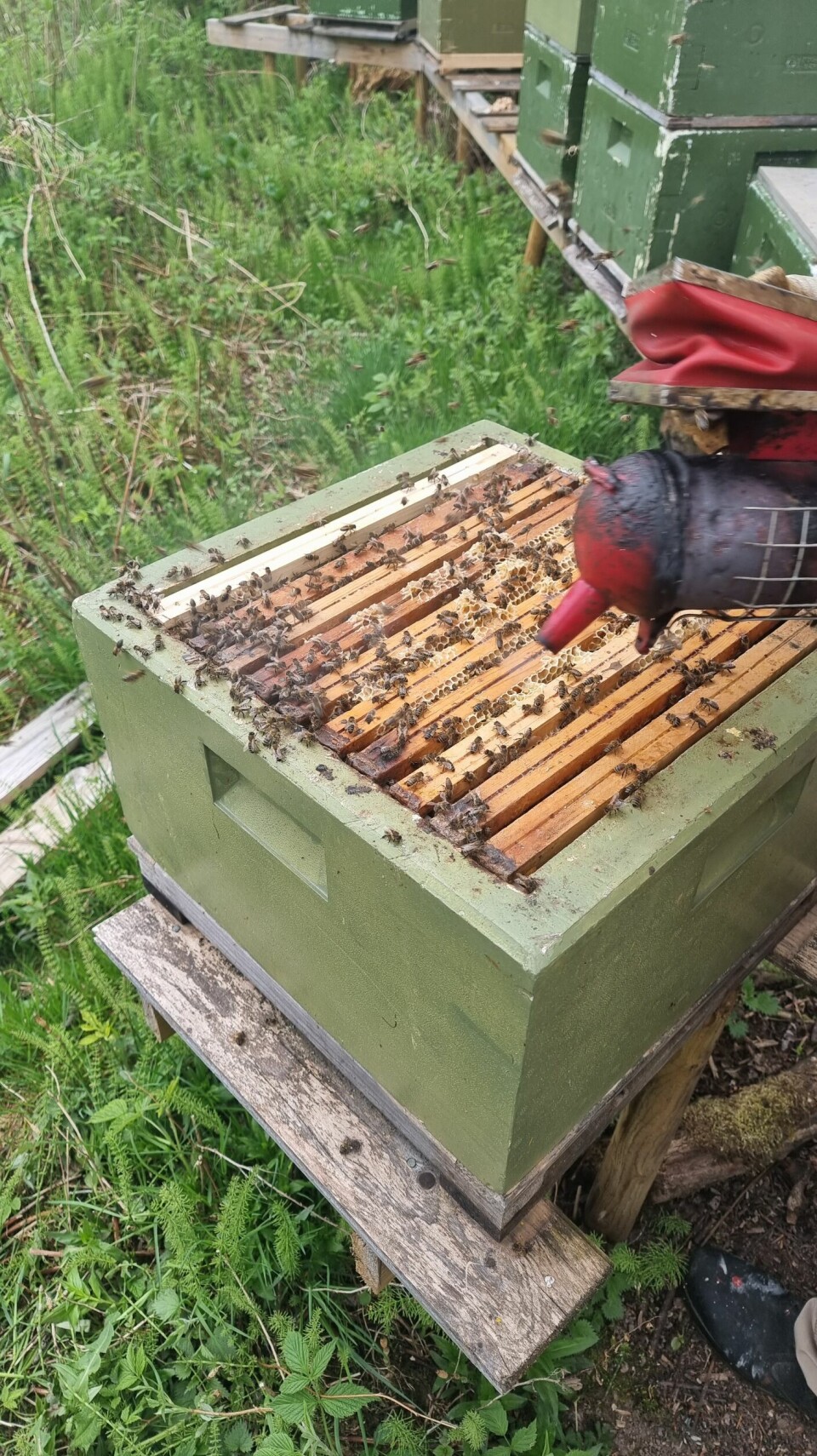 Biene får røyk over kuben slik at de skal trekke nedover