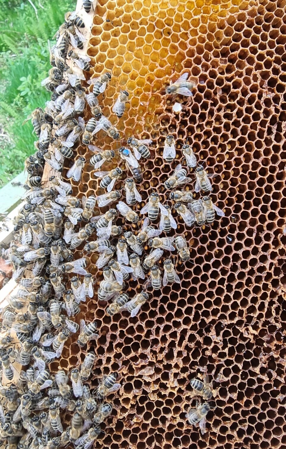 En tavle med bier og dronningen