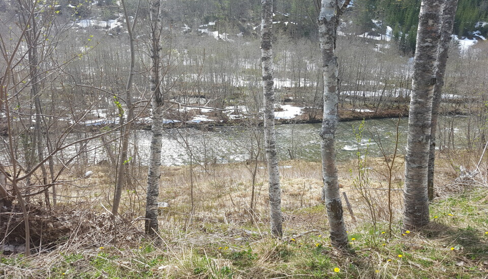 En elv renner forbi noen bjørketrær