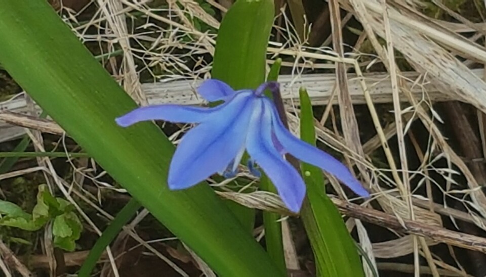 En blå blomst er på vei opp