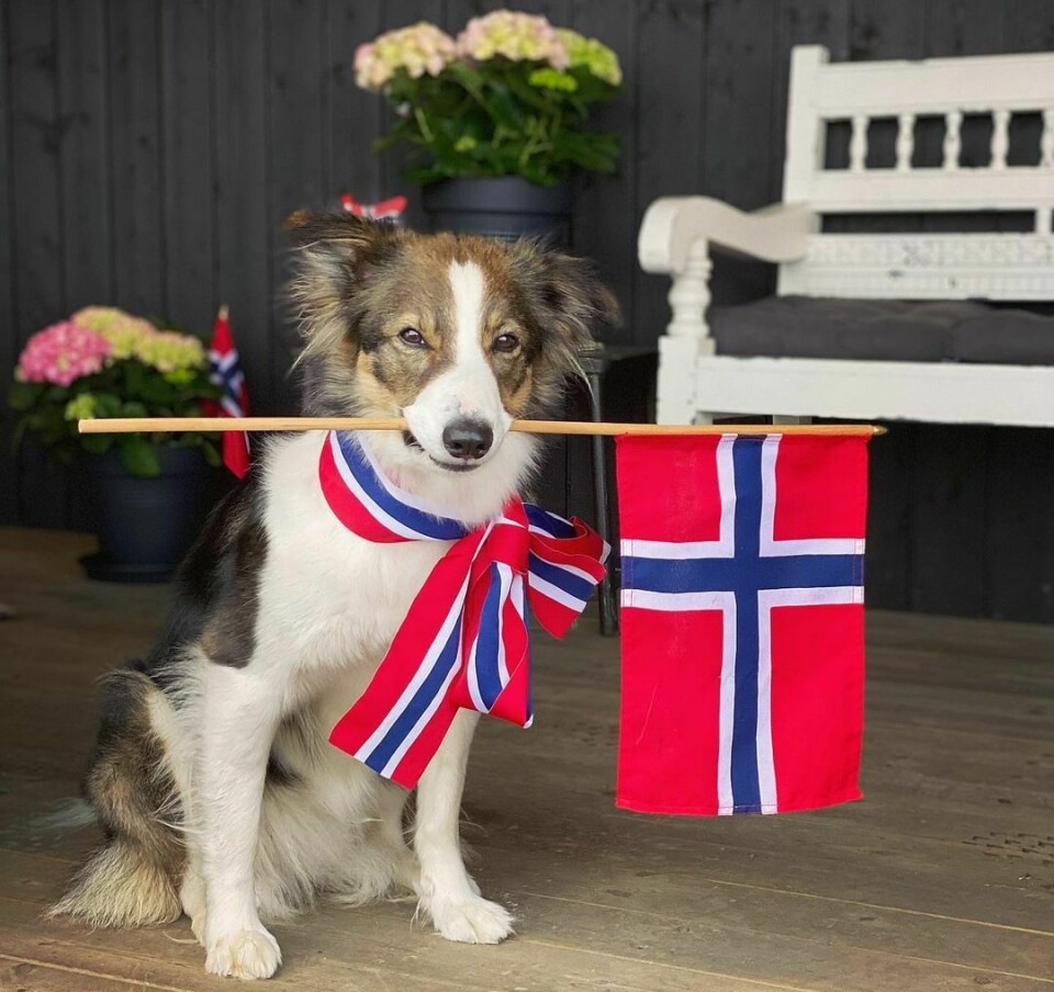 En hund av rasen Border Collie har 17. maibånd rundt halsen og holder et flagg i munnen