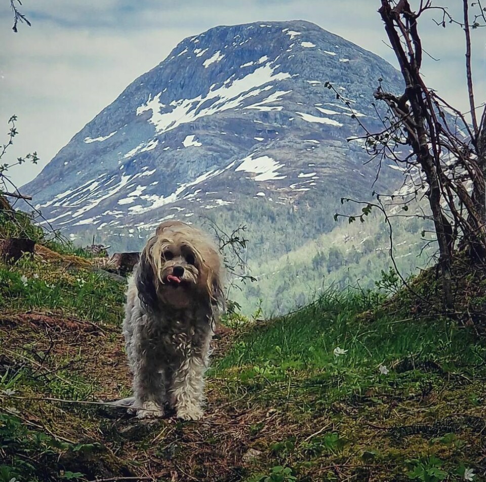 En liten hund i skogen, med et fjell i bakgrunnen