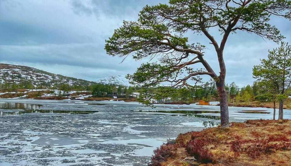 Et tre står over vannet hvor isen flyter ved marka