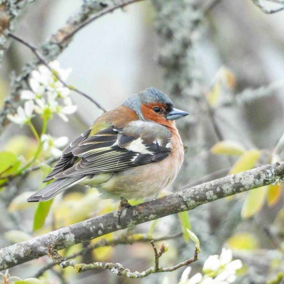 En liten fugl med rødt og blått hode sitter på en grein