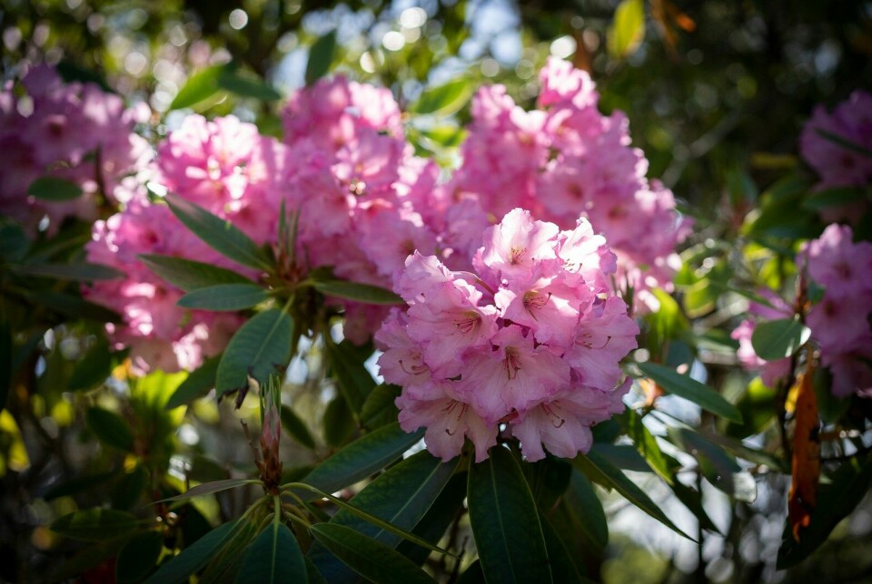 Rhododendron i blomst