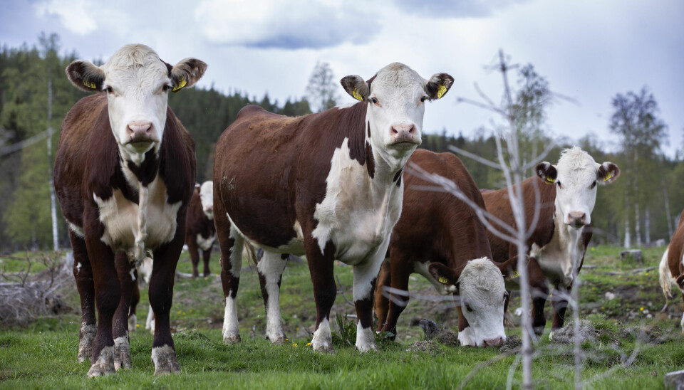 Kyr som beiter på norske ressurser