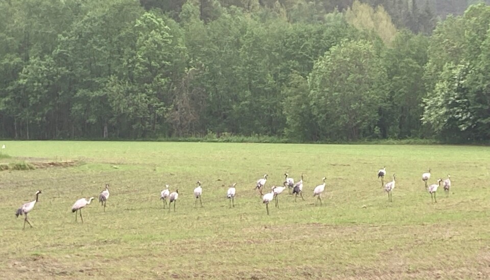 Ikke lenger en villmarksfugl, men et dagligdags syn i Surnadal og Rindal. Mange traner i flokk.
