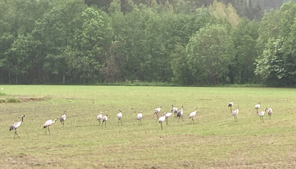 Several cranes in a flock.