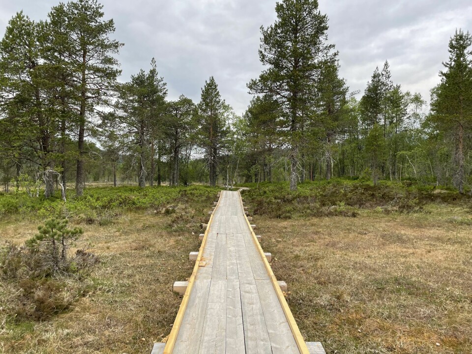 En sti av planker man kan gå på, med skogen rundt.