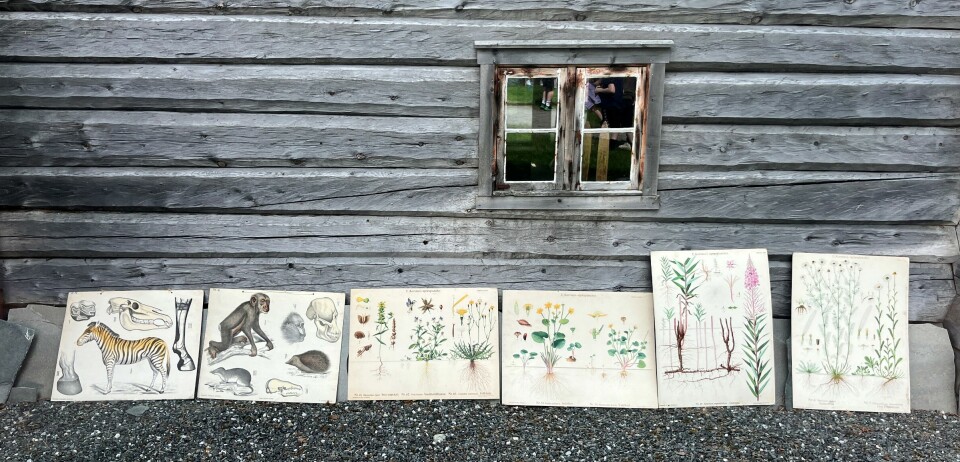 Gamle skoleplansjer med dyr og planter.