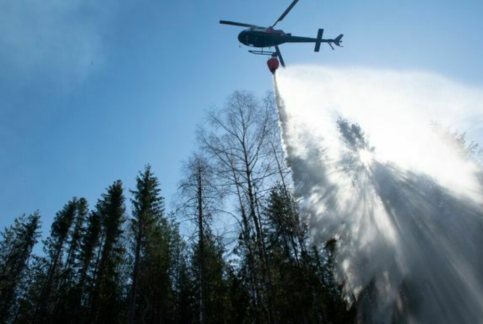 Et helikopter flyr over trærne og slipper ut pulver for å stanse skogbrann