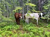 Kviger på rømmen i Rindal/Meldal - Rindal melkeprodusentlag oppfordrer ...
