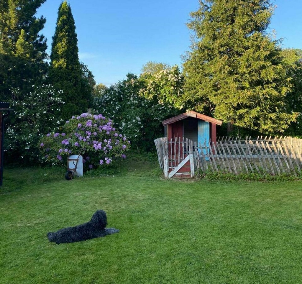 En hund ligger på en grønn gressplen i en hage og passer på en liten rød lekestue