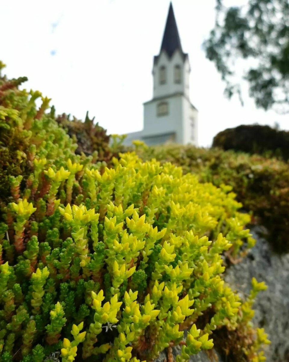 Rindal kirke med blomstrende Bergknapp i front.