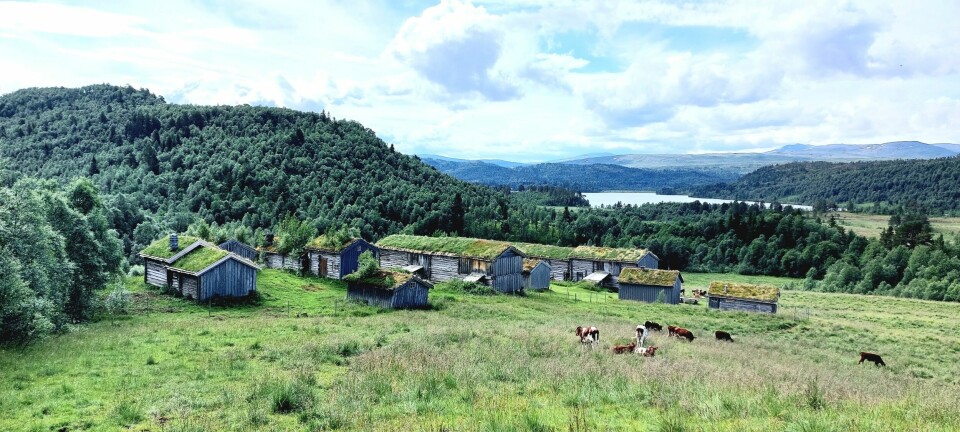 Stort beite med kyr og små trehus og bygninger på gresset