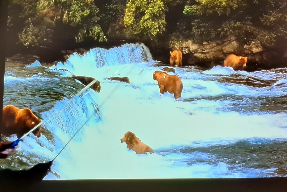 fem bjørnar ved foss i elva
