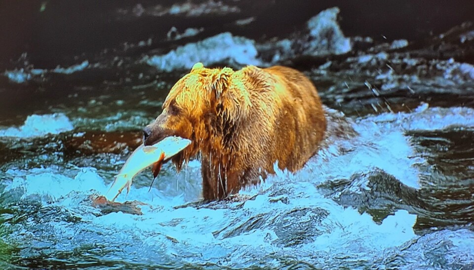bjørn i elva med laks i munnen