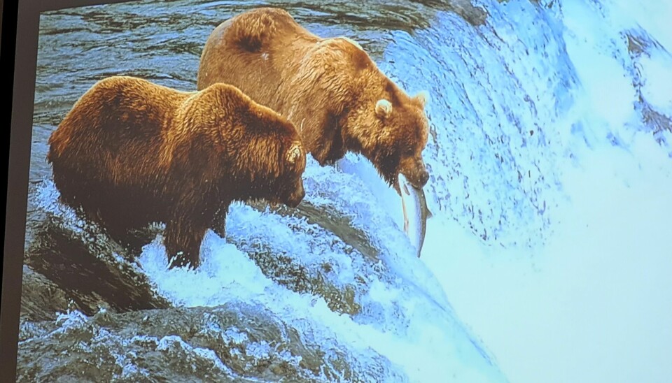 bjørn fangar laks i foss