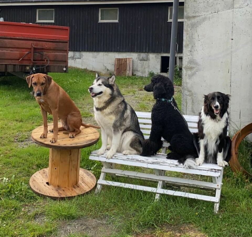 4 forskjelligehunderaser sitter pent og pyntelig ved siden av hverandre