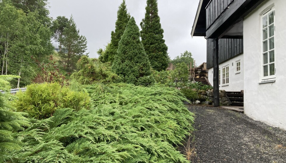 Steppetuja på nordsiden av huset.