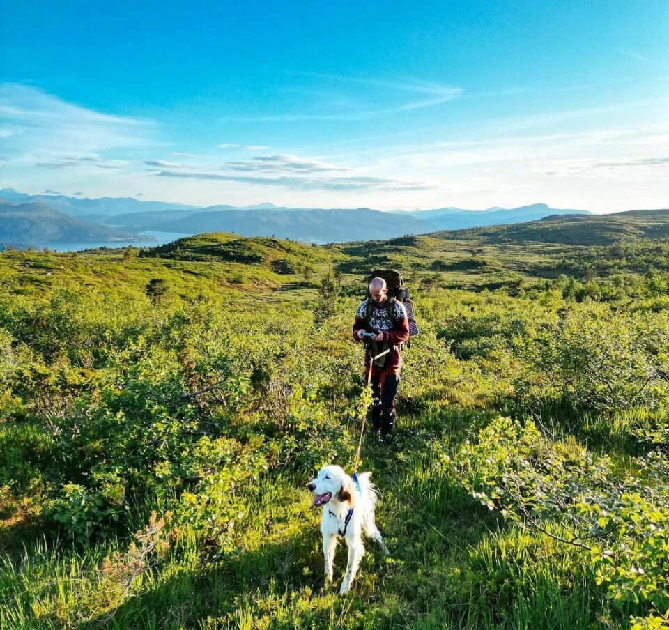 En hund i bånd går foran en mann som har båndet. De går på et grønt område på fjellet