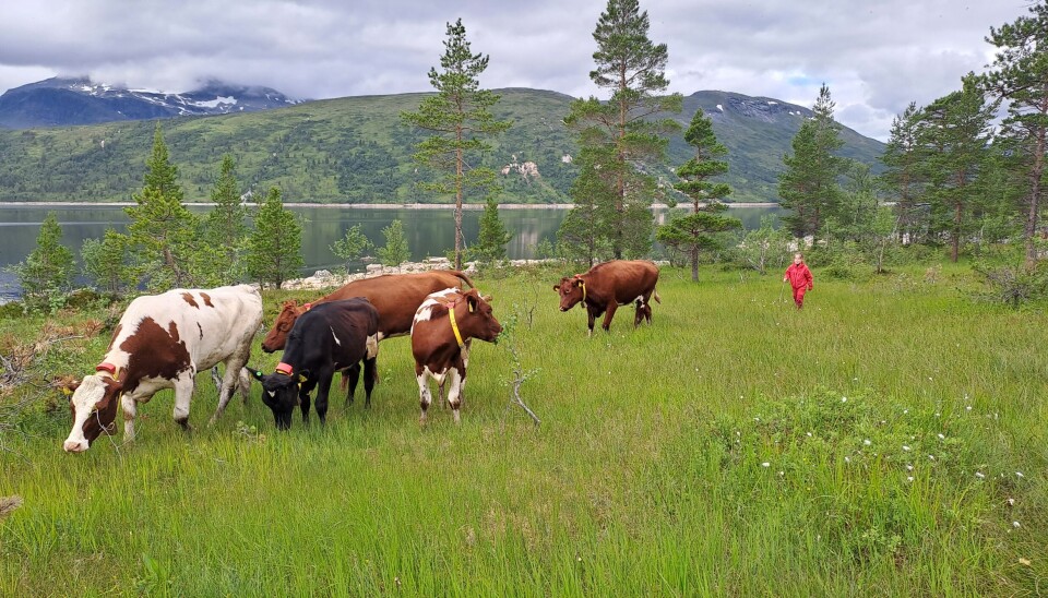 Kviger ved Gråsjøen