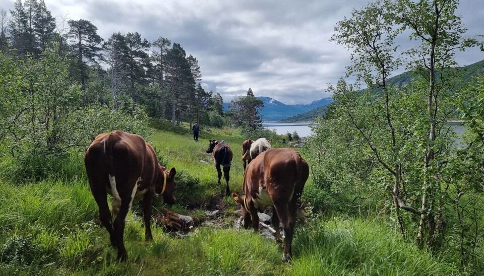 Kvigene på tur langs Gråsjøen, en tur på ca 6 timer.