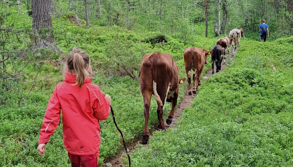 Fint på stien