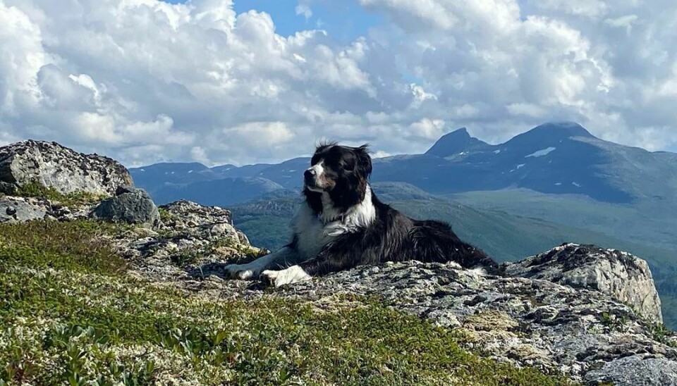 En sort og hvit hund ligger på toppen av et fjell