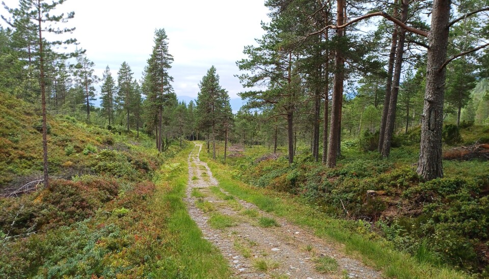 En tursti i skogen