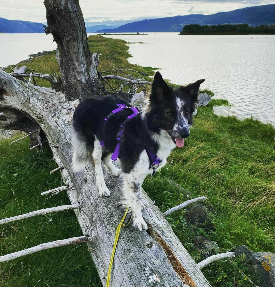 En sort og hvit hund står på et dødt tre som ligger på bakken ved fjorden