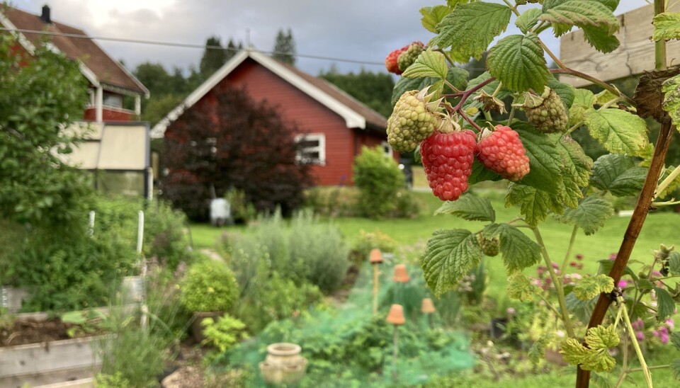 I hagen på Øvre Telstad er det både røde og gule bringebær. Det er smak av sommer!