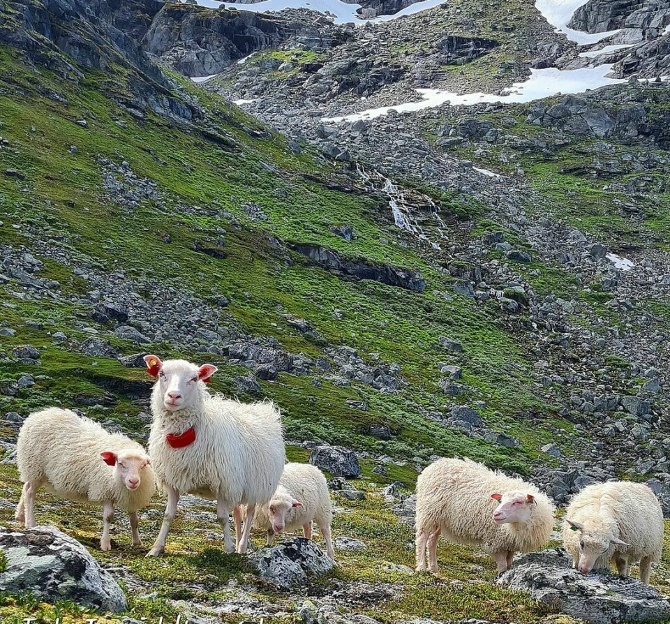 5 sauer står på et fjell
