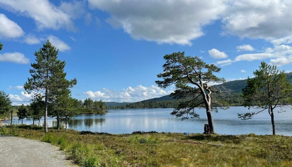 Fra stien ser vi Langvatnet ved Trollheimstunet. Grusvei, trær og vann.