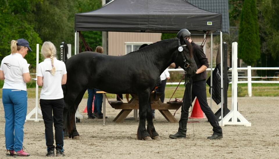 En hesteeier med ridehjelm står og holder en svart hest mesn to damer studerer den.