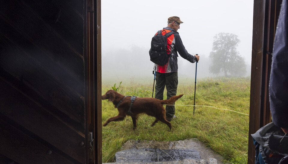 En eldre mann med turklær og staver står på det grønne gresset og en hund løper bak han