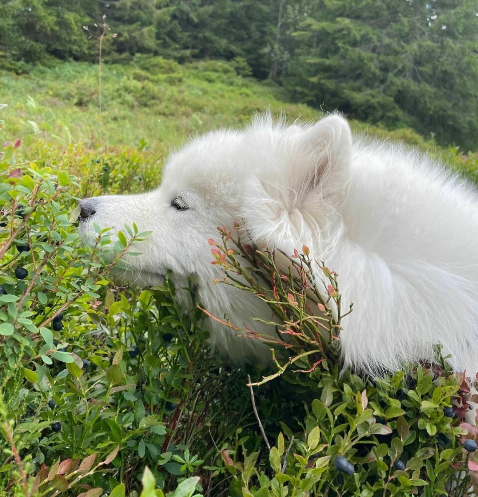 En hvit hund lukter på blåbærne i blåbærlyngen
