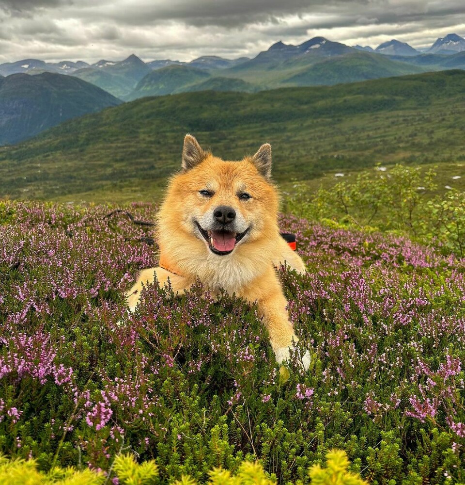 En lysebrun hund ligger i røsslyngen på fjellet og smiler mot kamera