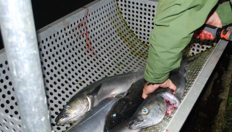 5 fisk ligger i en metallbalje med hull og blir sløyet