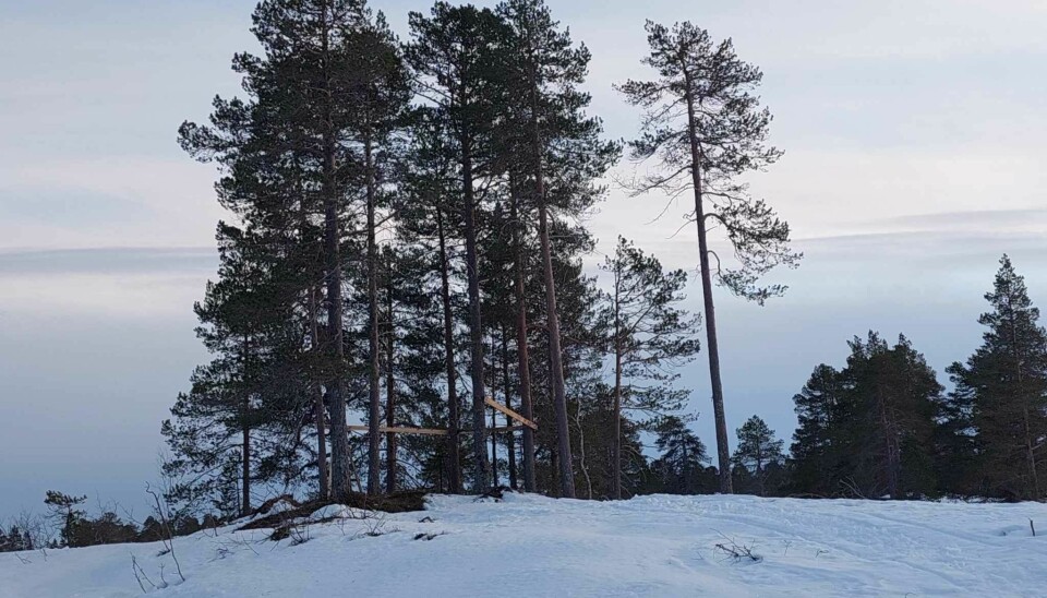 Romundstad tretopp panorama sin spede begynnelse!