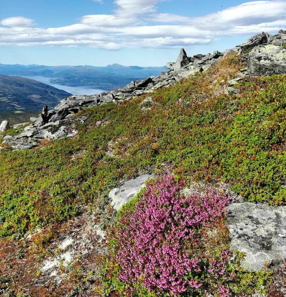 Røsslyng på et fjell med utsikt ned mot fjorden