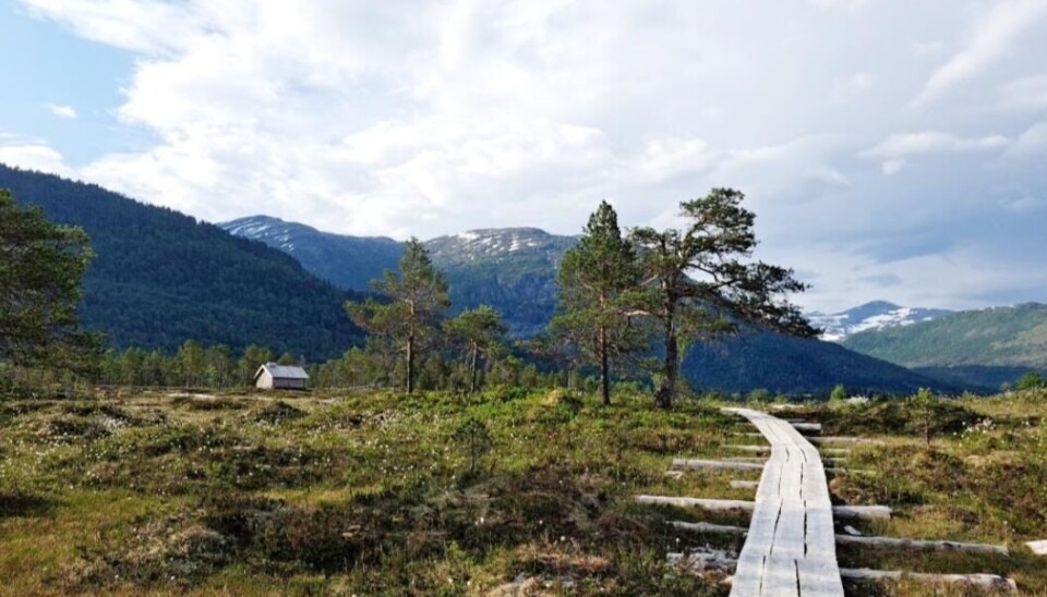 Treplankar over ei myr. Gapahuk. Fjell i bakgrunnen.