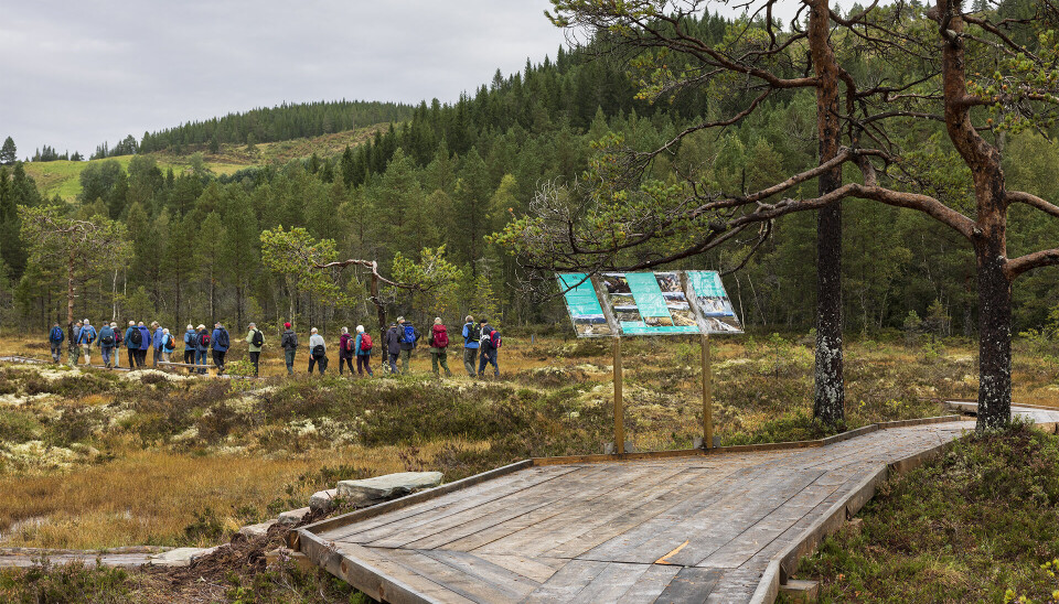 Mennesker kledd i turklær går på ei myr på plank og det er skilt med opplysninger om område