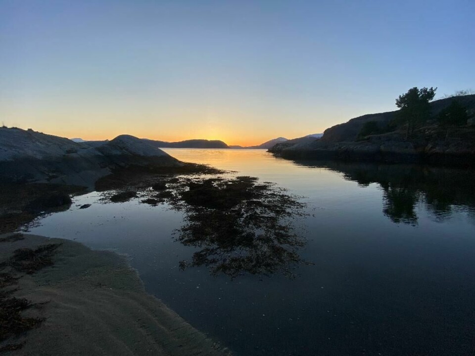 Solnedgang i fjorden. Berg og tang.