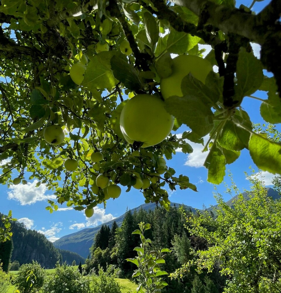 Et epletre hvor bildet er tatt fra under ei gren. Vi ser på umodne grønne epler med blå himmel bak