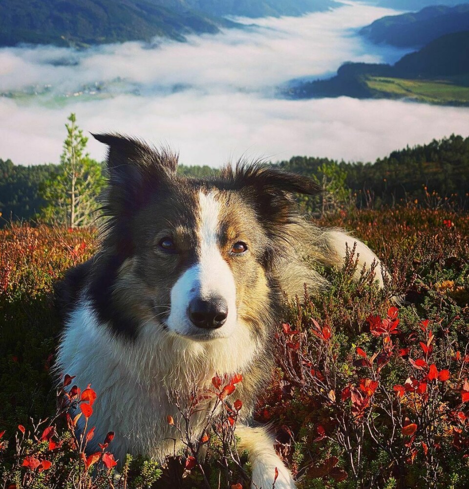 En hund ligger på blåbærlyng i høstfarger på et fjell