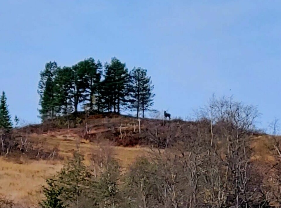En kolle der man skimter en elg og noen trær.