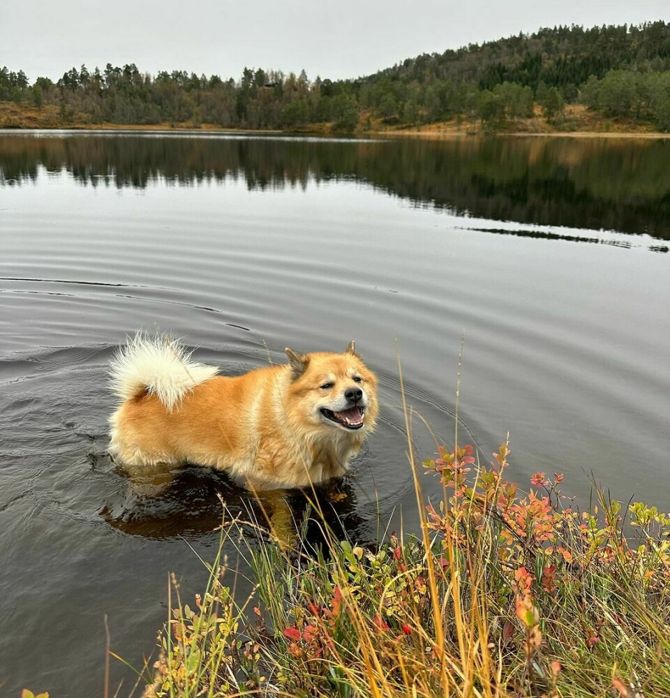 En lysbrun hund med masse pels står smilende ute i vannet