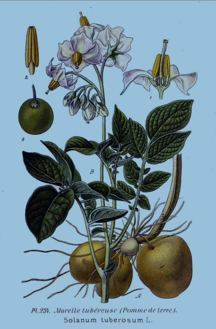 Skoleplansje fra 1891