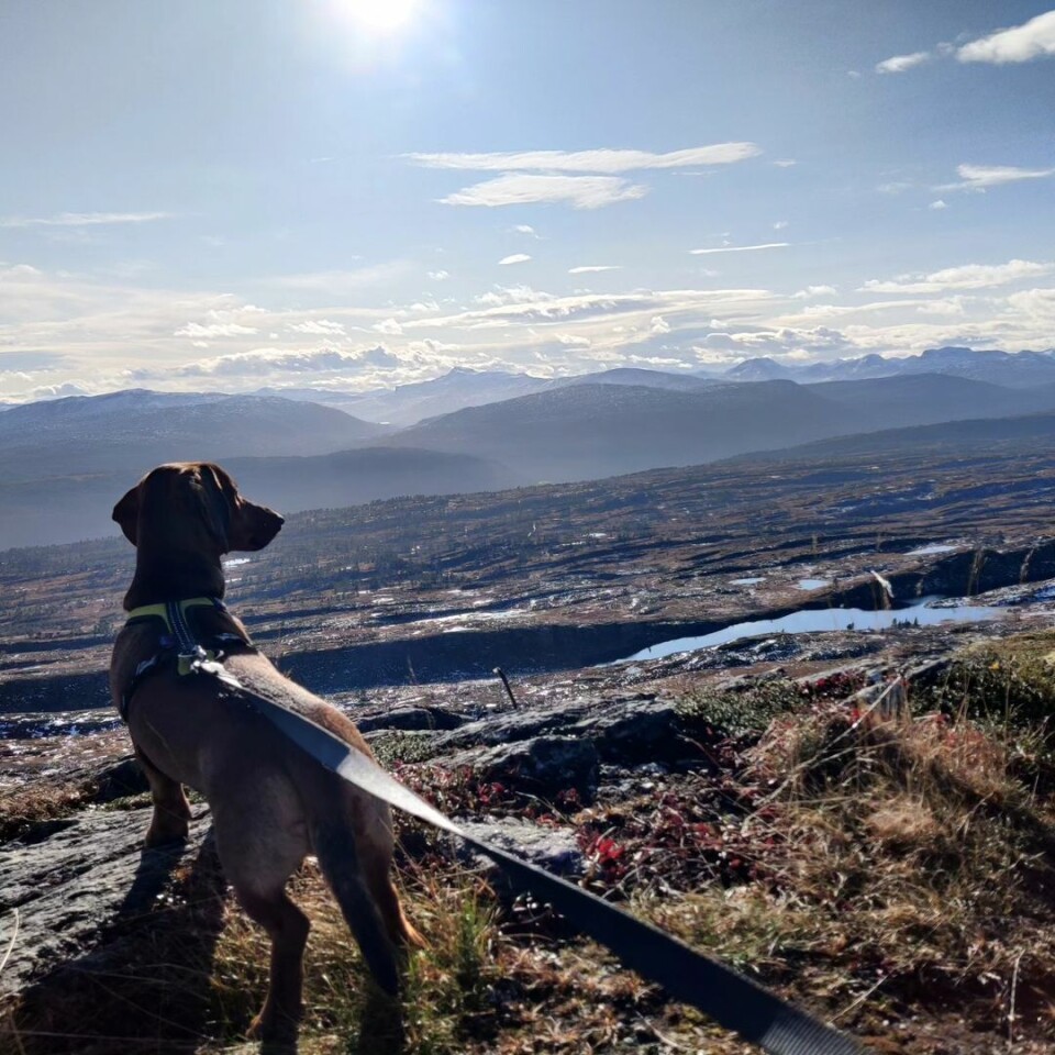 En hund som står på en fjelltopp og ser utover.